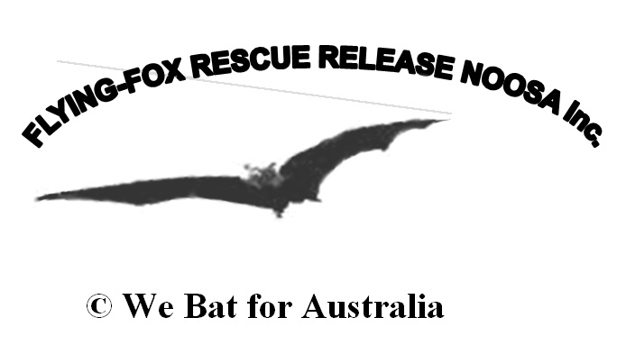 Flying-fox Rescue & Release Noosa