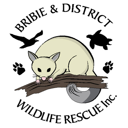 Bribie & District Wildlife Rescue
