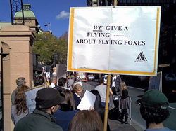 Protest against shooting  Flying-foxes in NSW, 2011
