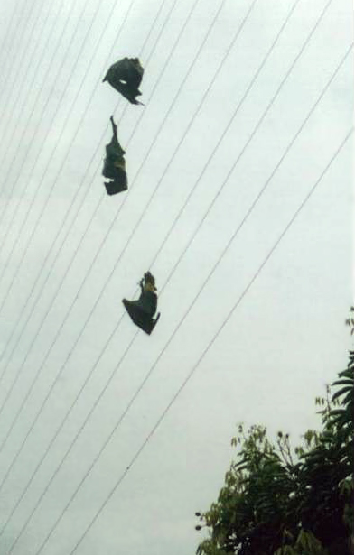Dead bats on electric grid